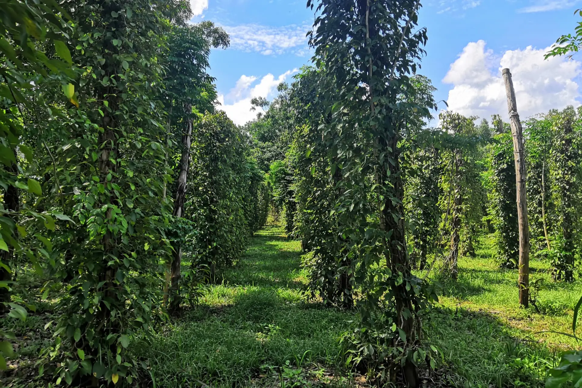 Pepper vines growing at a farm on Phu Quoc